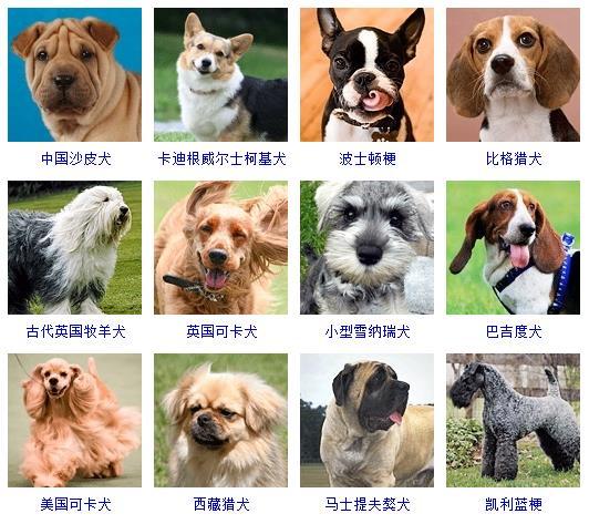 各类宠物狗品种细分介绍（宠物狗有哪些种类）