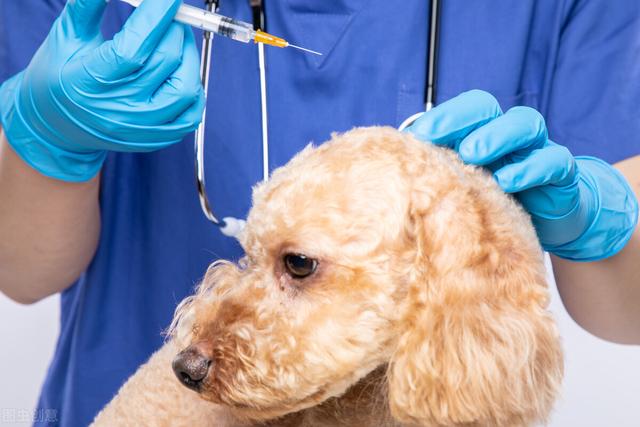 针对狗细小的治疗方法和注意事项(了解狗细小的治疗过程、预防措施和康复建议)