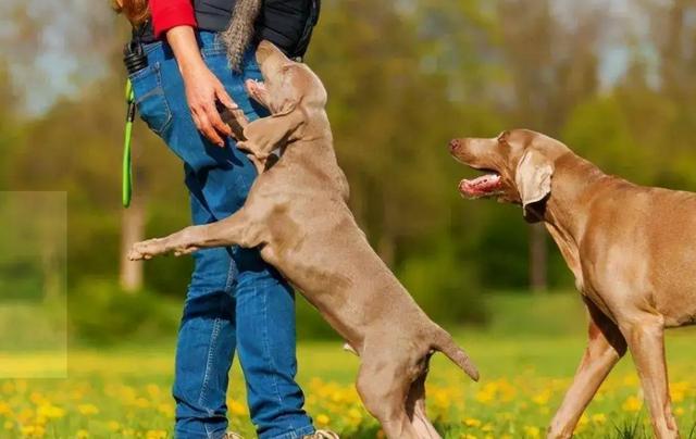 如何训练狗狗护食？温和方法培养它正确的行为