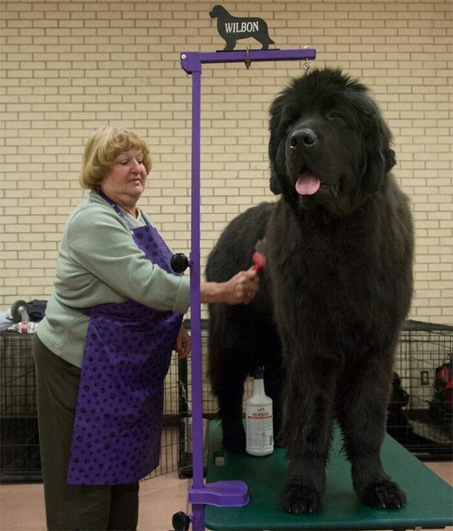 世界上最大的狗品种（介绍世界上最大的狗狗品种）