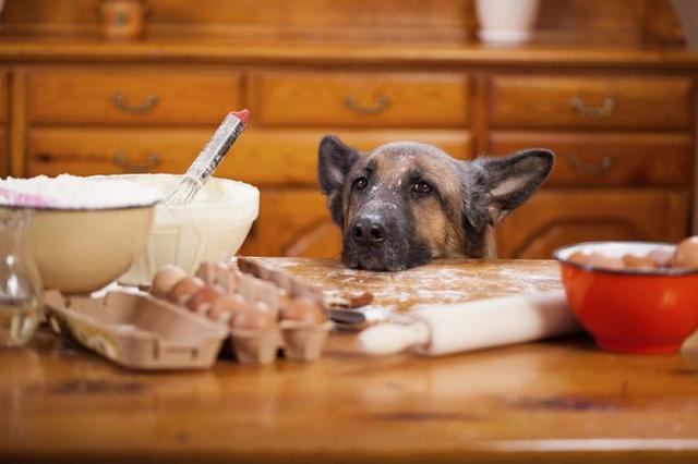 自制狗粮的配方和方法（如何自己制作狗粮的食材配方和方法）