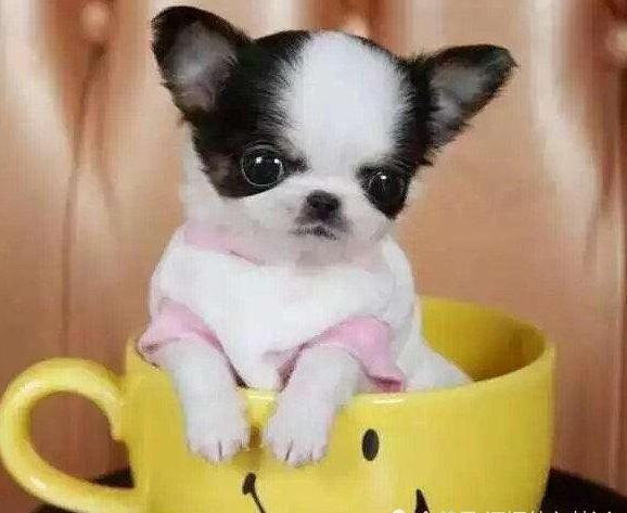 最小的狗茶杯犬（了解最小的狗的品种是茶杯犬）