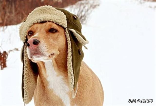冬天狗害怕冷吗（冬天宠物狗是否会感到寒冷）
