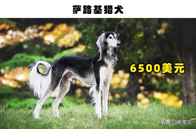 世界上最贵的狗排名（了解世界上最贵的狗的种类及价格）