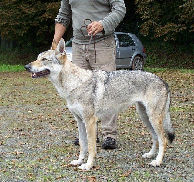 狼狗品种有哪些（介绍一些常见的狼狗品种）