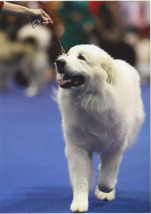 白熊狗（阿拉斯加雪橇犬）