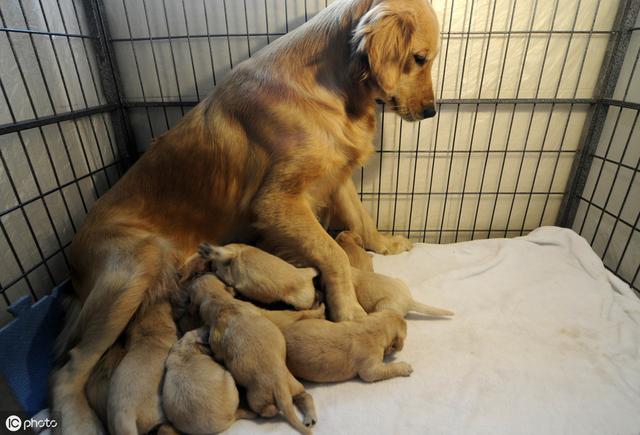 狗狗怀孕几个月生产（了解狗狗妊娠期和分娩过程）