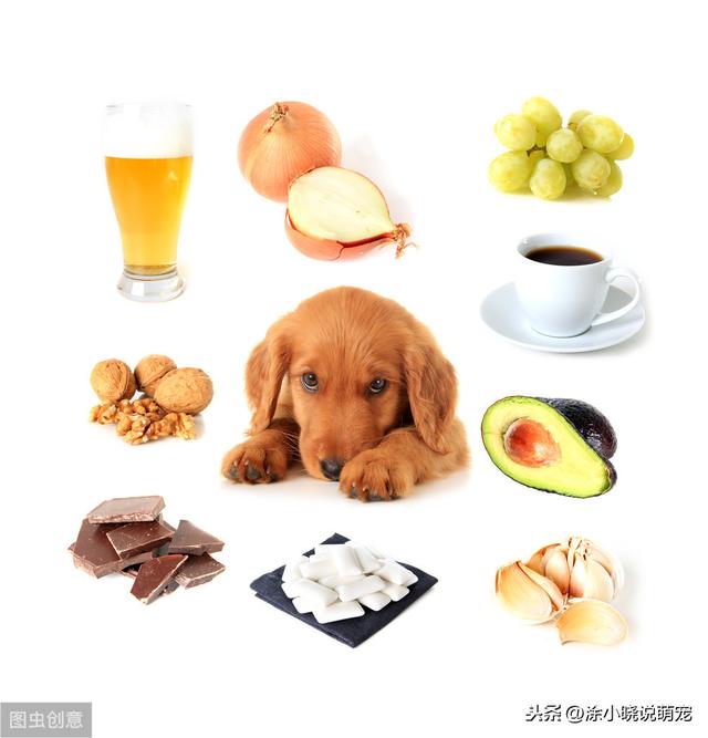 狗为什么不能吃巧克力和木糖醇（解释为何狗狗不可食用巧克力和木糖醇）