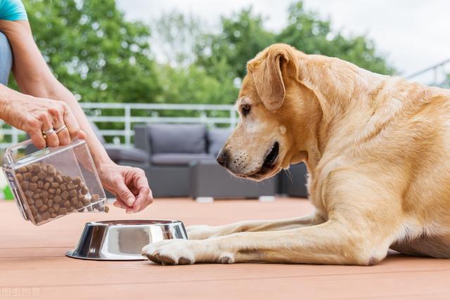 狗护食的原因和处理方法（了解狗狗护食行为的原因和相关处理方法）