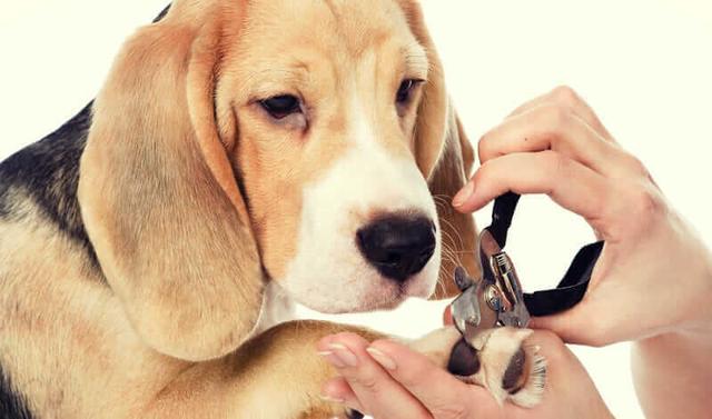 如何养狗狗须知（提供适当的食物、水、锻炼和定期去兽医检查等）