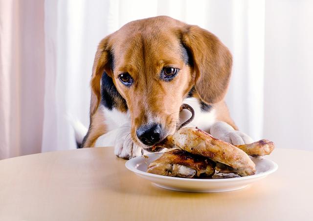 小狗吃多引起呕吐拉稀的处理方法（了解应急处理和可能原因）
