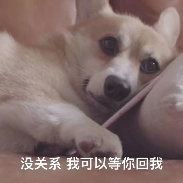 狗狗照片大全可爱萌萌（提供一系列可爱萌萌的狗狗照片）