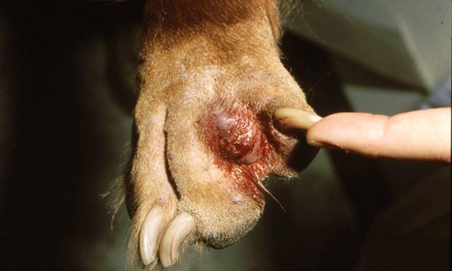 狗狗皮肤病症状（列举常见狗狗皮肤病的症状特征）