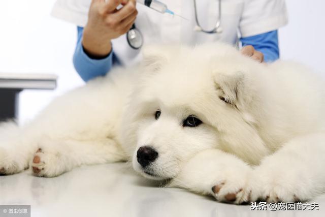冠状病毒感染狗狗七天未死亡的原因（了解狗狗冠状病毒感染的病程和风险）