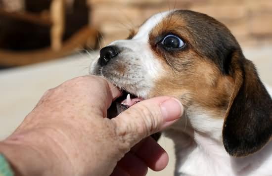 狗狗为何喜欢咬主人的手（分析狗狗咬手的原因及解决方法）