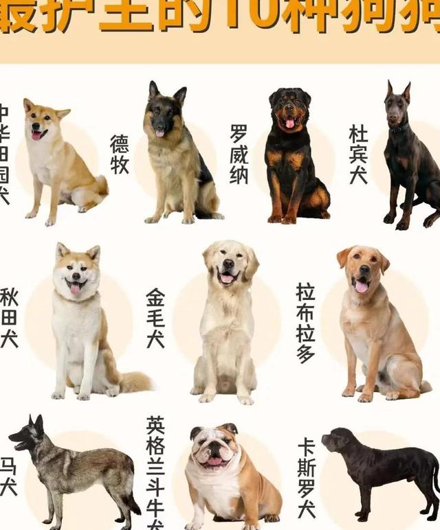 狗狗品种排名前十盘点（整理狗狗品种的排名前十并做简要介绍）