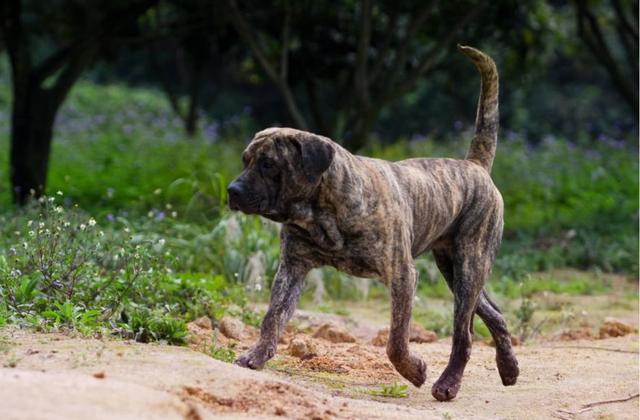 加纳利犬有几个品种，加纳利犬品种