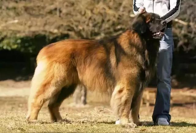 巨型阿拉斯加犬，阿拉斯加犬品种