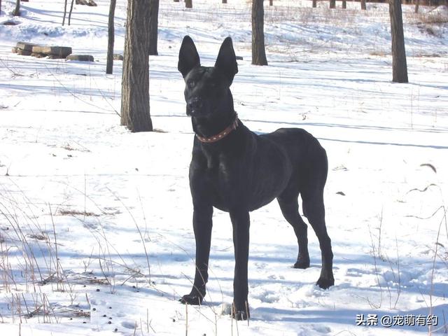 巨型黑狼犬，黑狼神兽