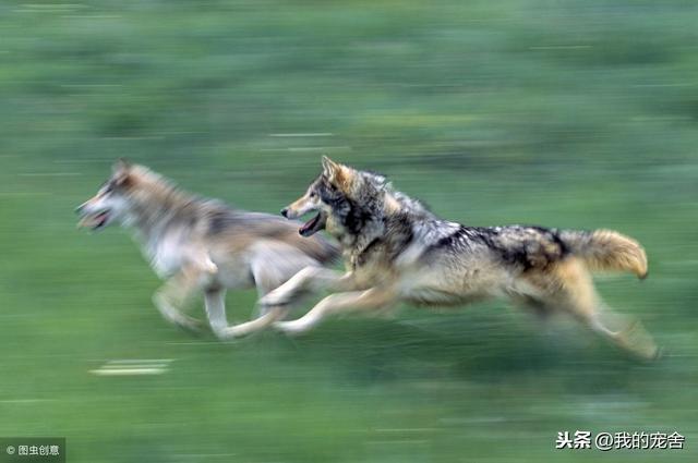 野生藏獒和狼谁厉害，狼与藏獒谁更危险