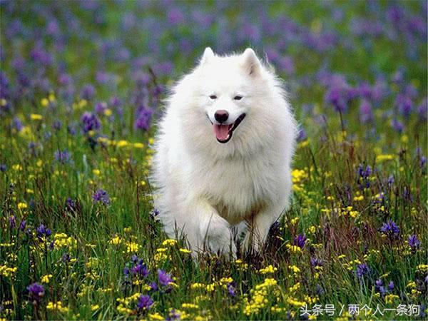 萨摩耶犬是什么狗，萨摩耶犬品种特点