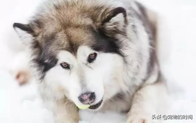 阿拉斯加雪橇犬成年，成年阿拉斯加雪橇犬饲养