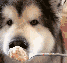 阿拉斯加雪橇犬可以养吗，雪橇犬适合养吗