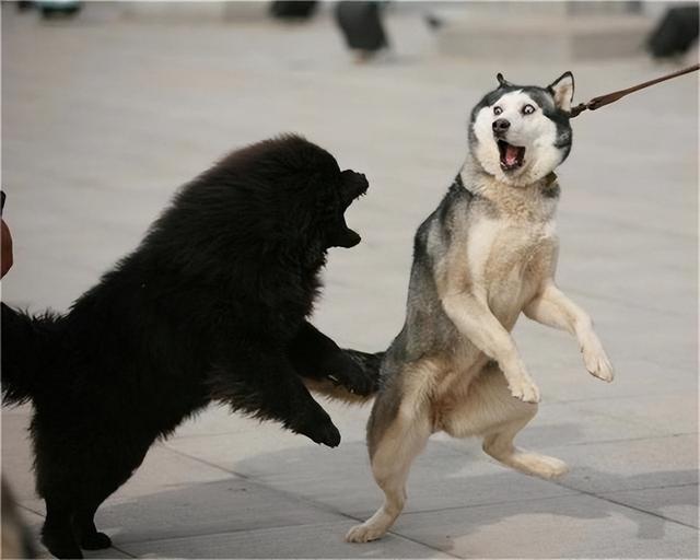 藏獒vs野生狼，野狼之战