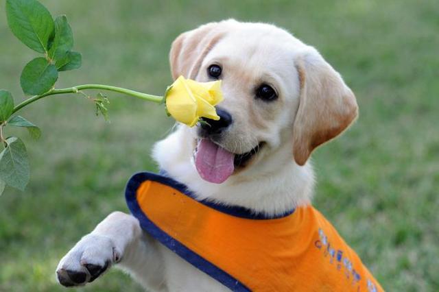 日本导盲犬是什么品种，导盲犬培训流程