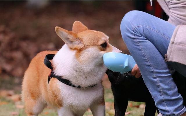 狗护食咬主人还有救吗，宠物保护训练方法