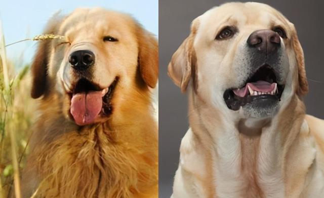 拉布拉多犬和金毛哪个更适合家养，家养拉布拉多金毛选择