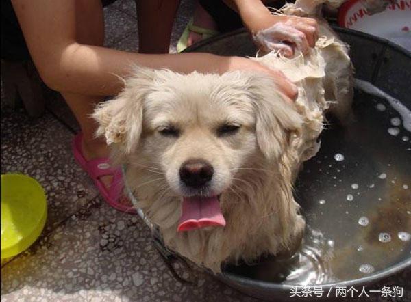 狗洗澡水温，狗洗澡注意事项