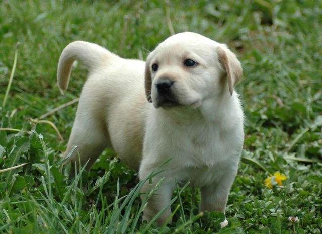 黑色拉布拉多幼犬鉴别，幼犬品种辨识方法