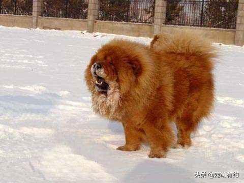 广东松狮犬，狮犬品种