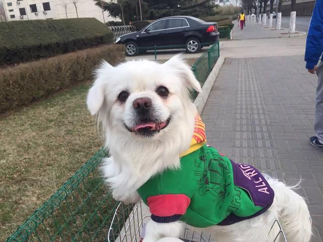 纯种北京犬，纯种犬种特征