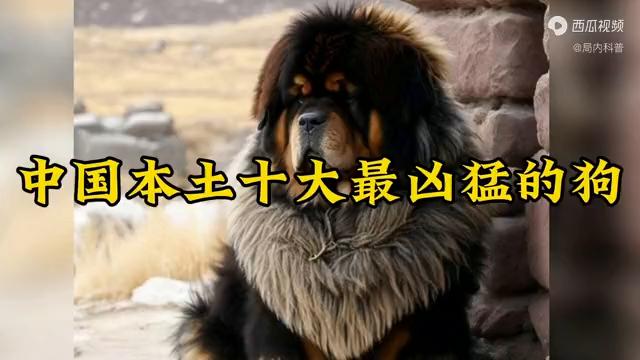 中国十大凶犬最新排名，最凶猛的中国犬种排行榜
