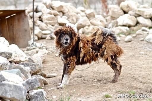 西班牙獒犬300斤，獒犬饲养要求