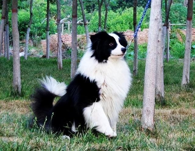 世界上最漂亮狗前十名，狗品种外貌特征排名