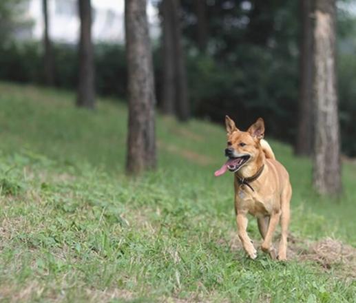 赛级犬和普通犬的区别，纯种犬和混血犬的鉴别方法