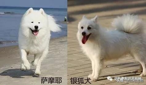 银狐犬和萨摩耶的区别，银狐犬和萨摩耶的特点比较