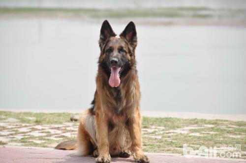 最适合家养的护卫犬，家庭保护狗品种