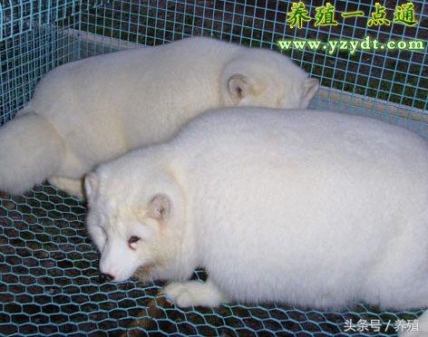 银狐犬几个月定型，银狐犬生长周期