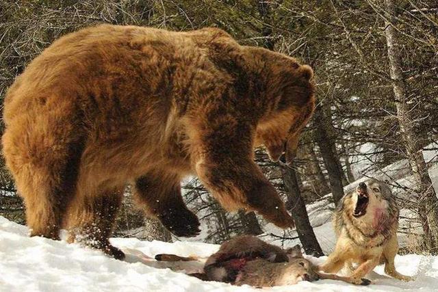 斑鬣狗和狼哪个厉害，狼和斑鬣狗谁更凶猛
