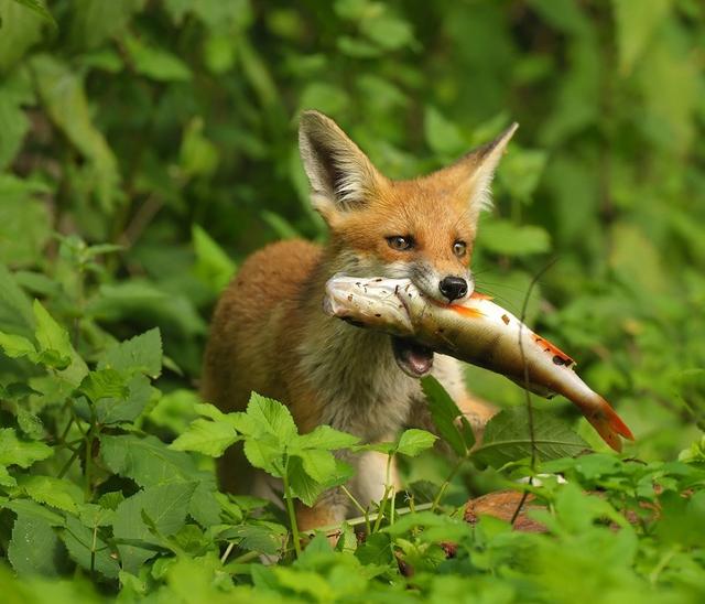 狐狸狗吃什么食物，狐狸狗饮食习性