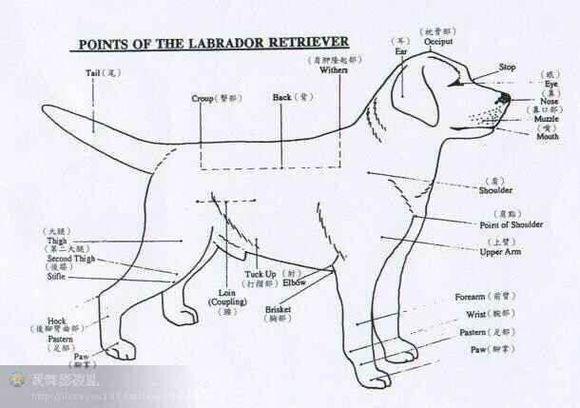 拉布拉多犬能长多大，拉布拉多犬生长周期