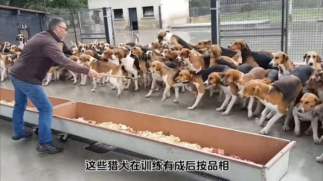 德国猎犬，猎犬训练方法
