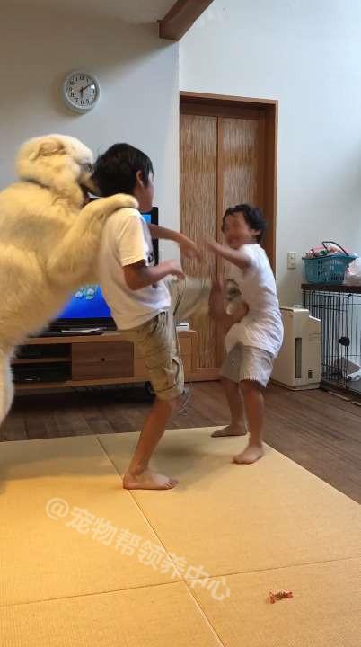 大白熊犬打架厉害吗，大白熊犬攻击性情况