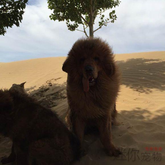 中国第一藏獒，中华巨犬传奇