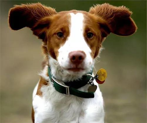 英国激飞猎犬，威尔士激飞猎犬
