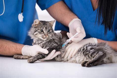 猫狂犬病疫苗，宠物狂犬病接种